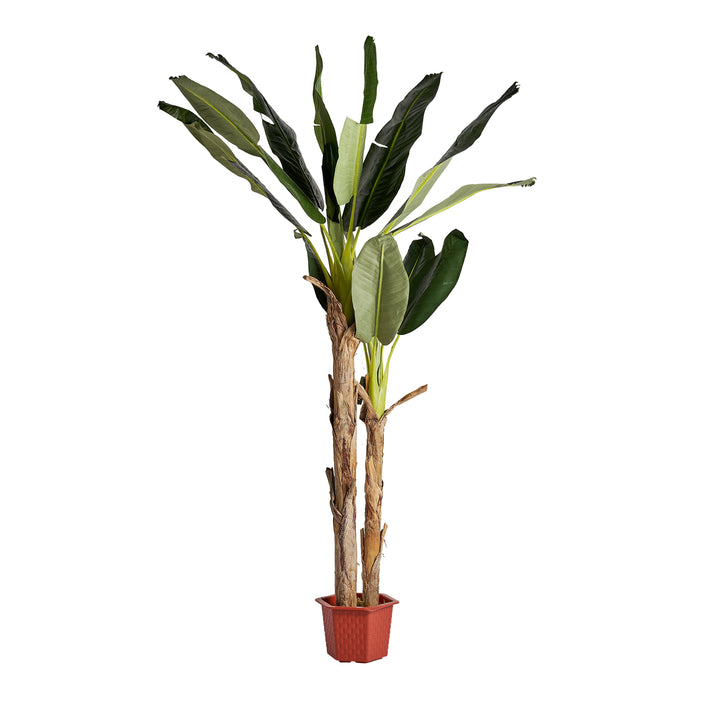 BANANERO PLANT