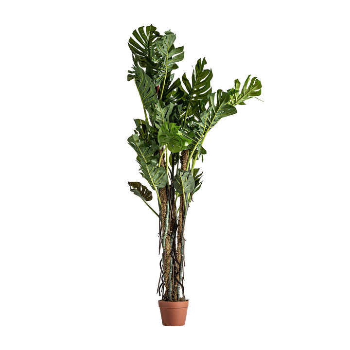 SPLIT PHILO PLANT