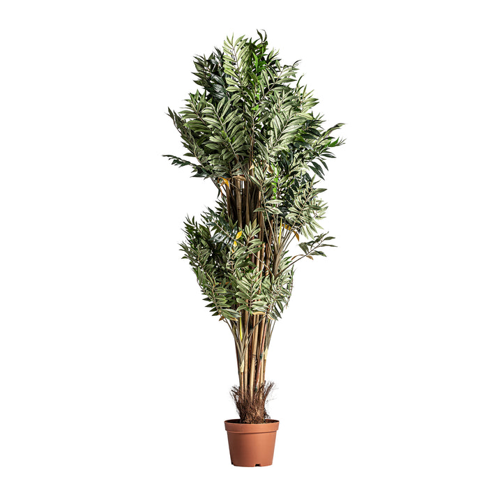 BAMBÚ PLANT