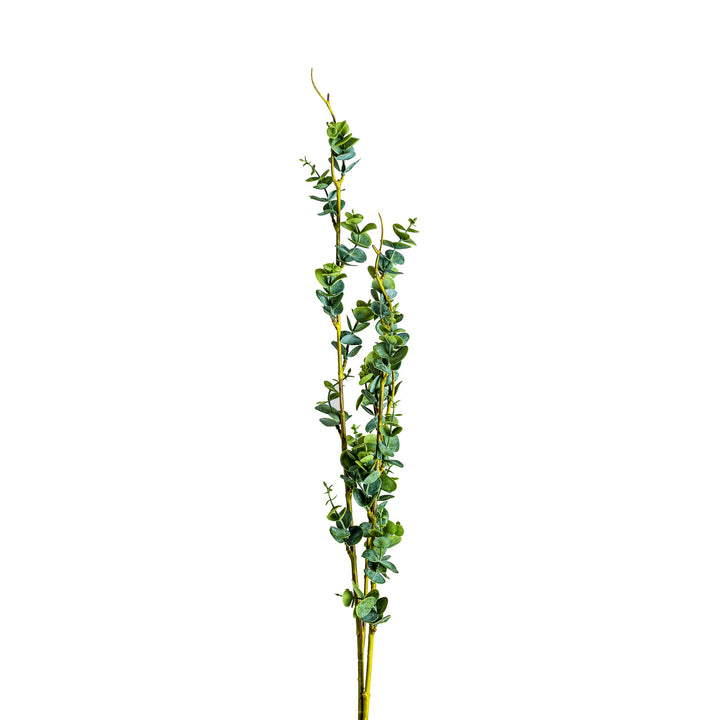 RAMAS PLANT