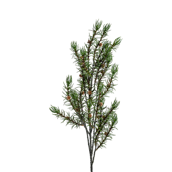 ROMERO PLANT