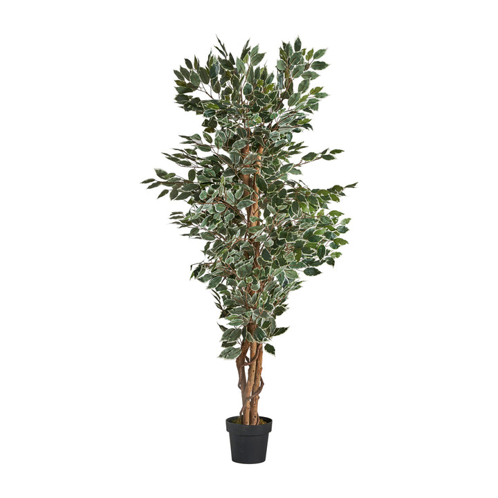 FICUS PLANT