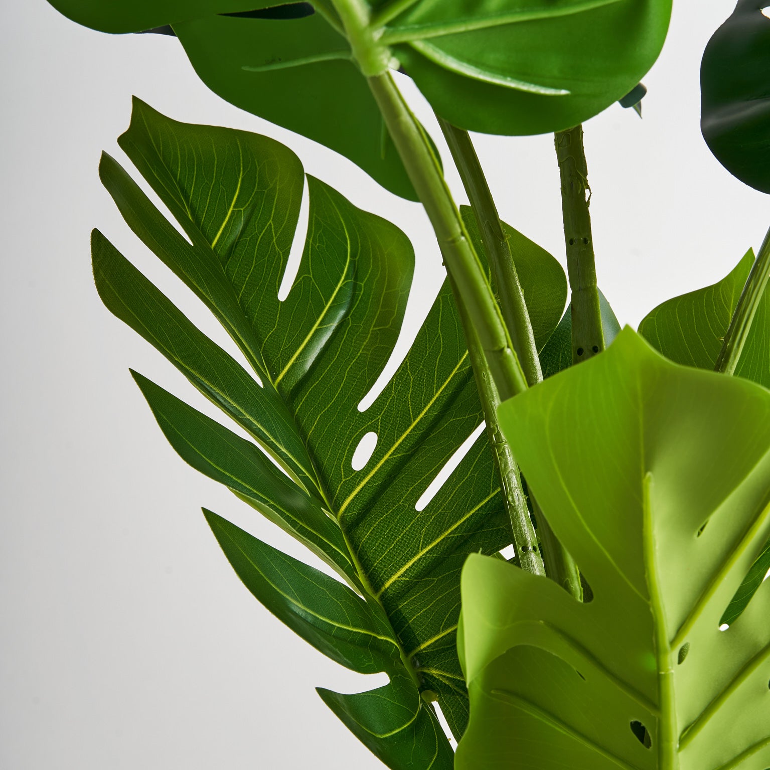 MONSTERA PLANT