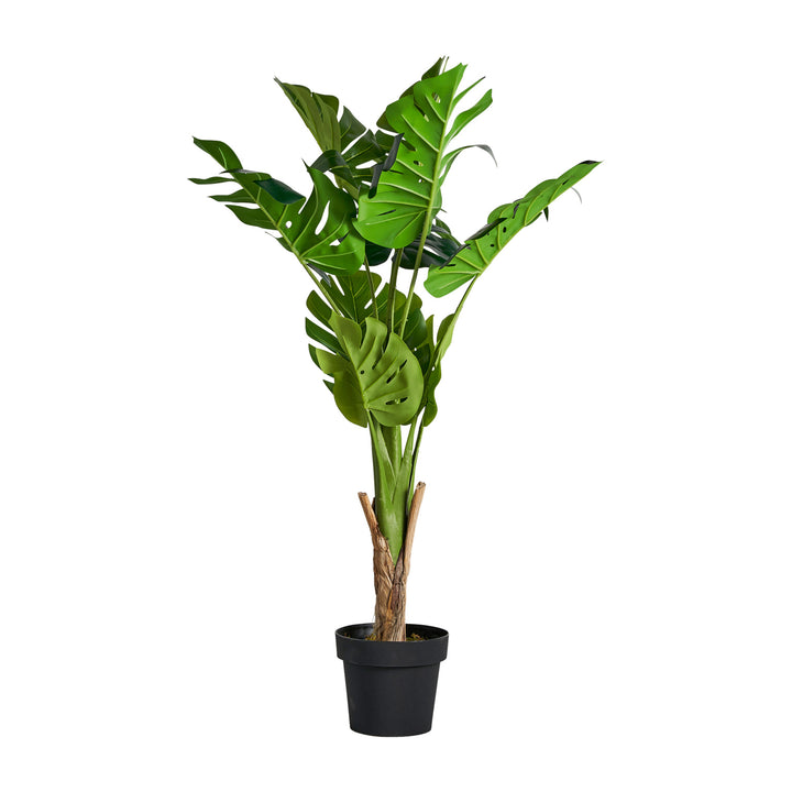 MONSTERA PLANT