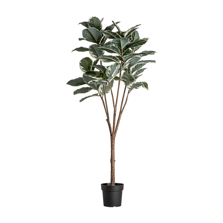 ROBLE BLANCO PLANT