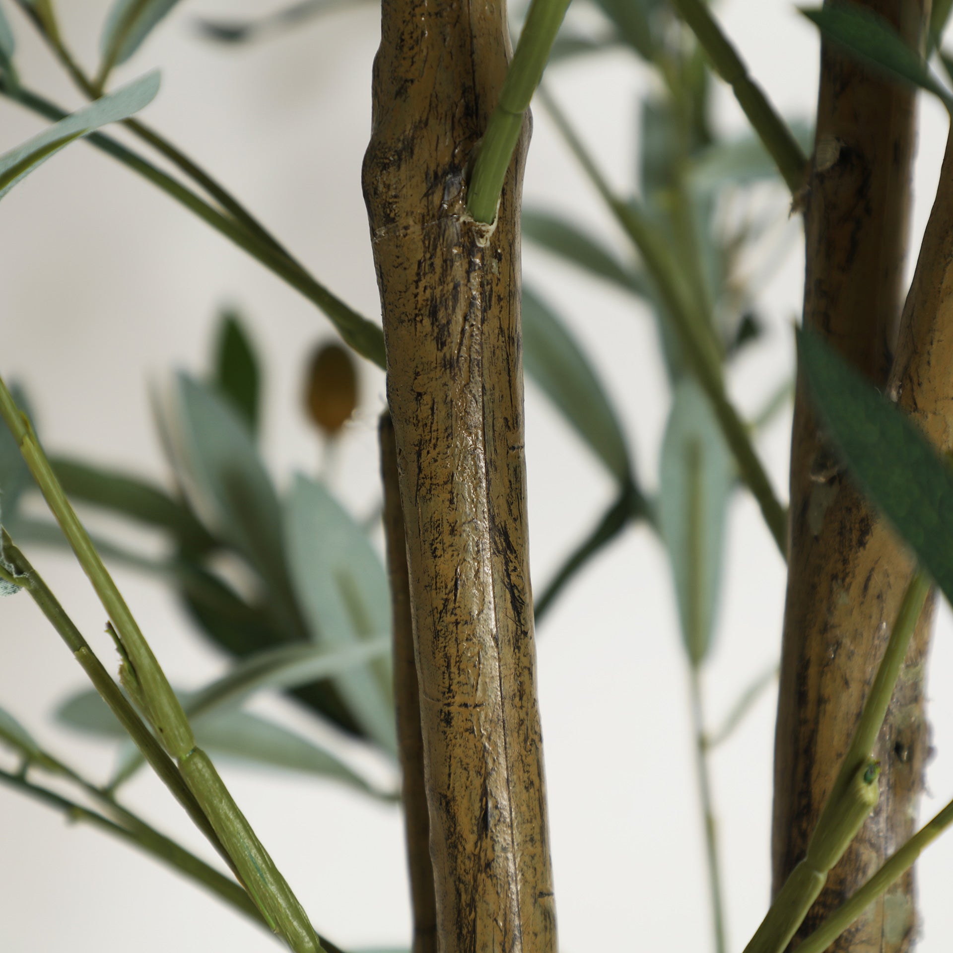OLIVO PLANT
