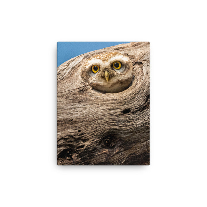 Owl Canvas