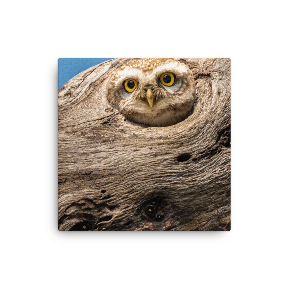 Owl Canvas