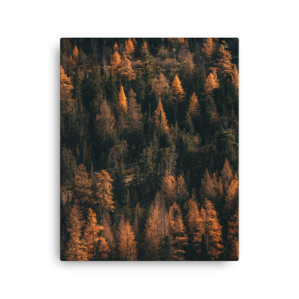 October Woods Canvas
